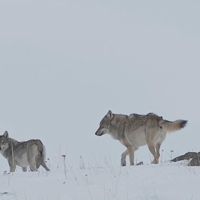 Köye inen kurtlar dronla görüntülendi