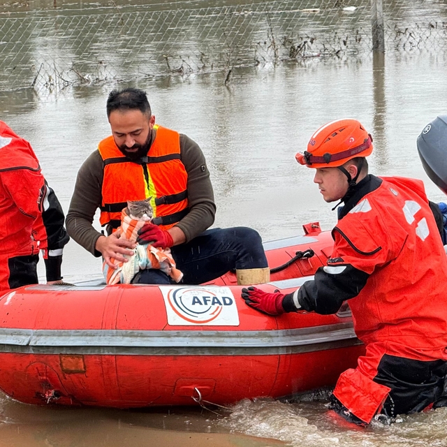 AFAD mahsur kalan hayvanları tahliye ediyor