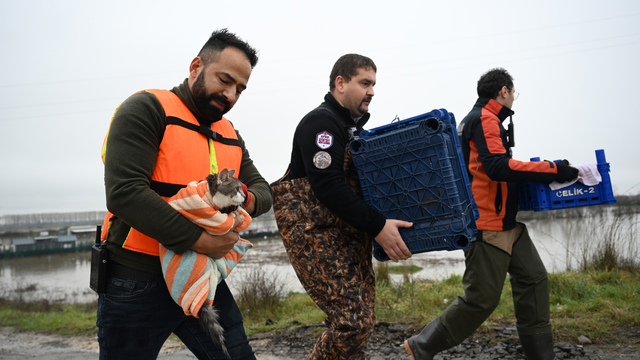 Meriç Nehri'nin taştığı bölgede mahsur kalan hayvanlar kurtarıldı