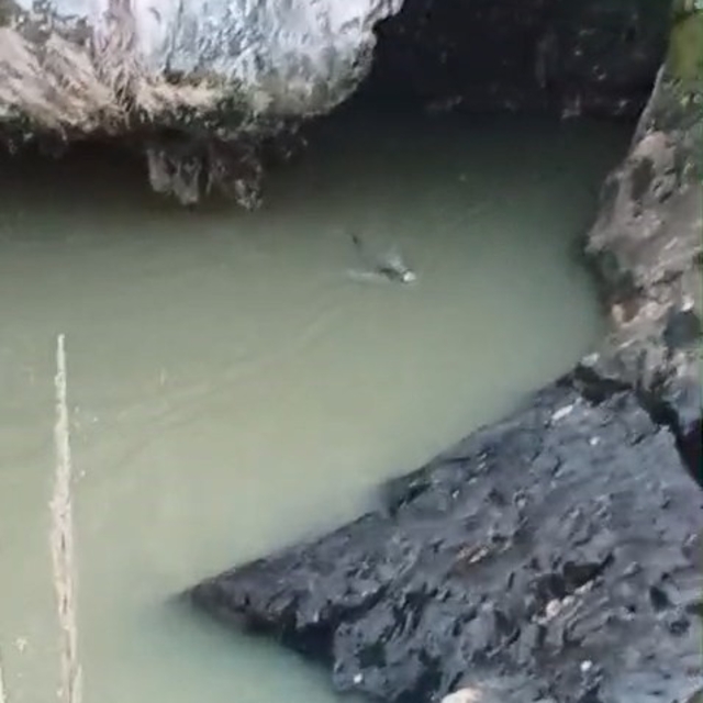 Su samuru balık avlarken görüntülendi