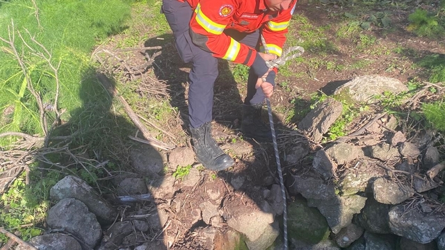 Kuyuya düşen buzağı kurtarıldı