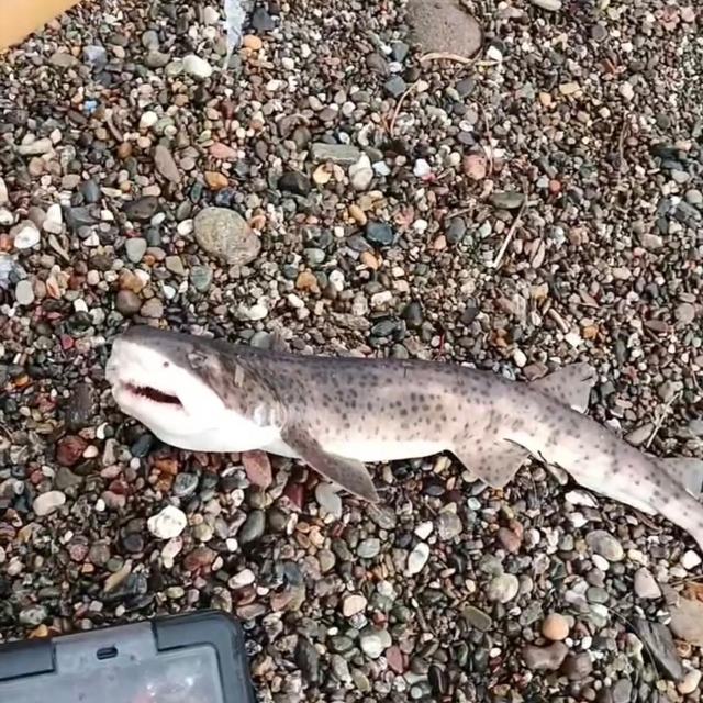 Çanakkale'de amatör balıkçıların oltasına yavru köpek balığı takıldı