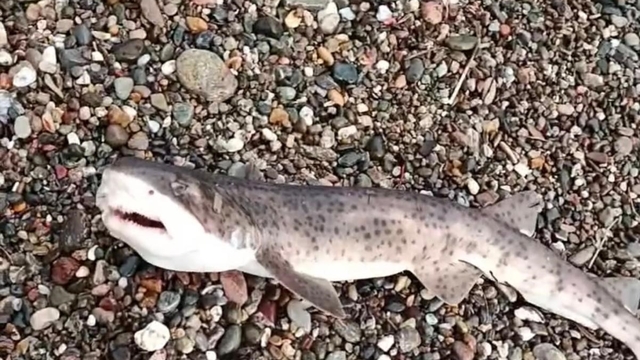 Çanakkale'de amatör balıkçıların oltasına yavru köpek balığı takıldı