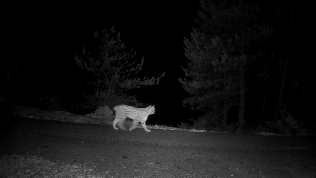 Yaban hayvanları fotokapanlar tarafından görüntülendi