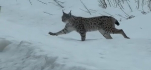 Nesli tükenme tehlikesi altında bulunan iri cüsseli vaşak Bayburt kırsalınd...