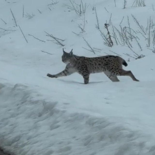 Nesli tükenme tehlikesi altında bulunan iri cüsseli vaşak Bayburt kırsalınd...