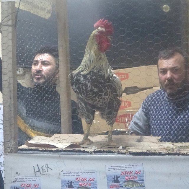 Kütahya'daki süs tavukları açık artırmayla satıldı