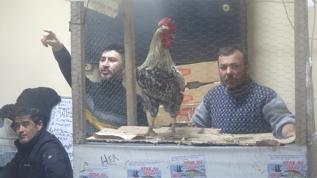 Kütahya'daki süs tavukları açık artırmayla satıldı