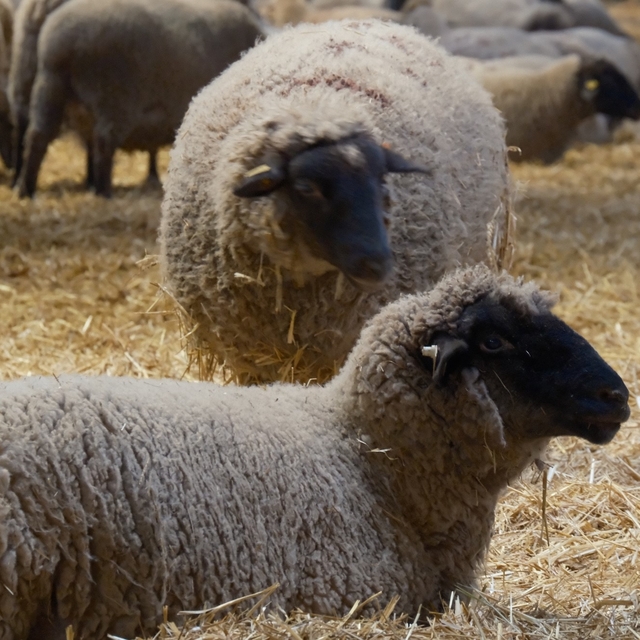 Yılların Merinos Koyunu'na yeni etçil rakip geldi: Bandırma Koyunu