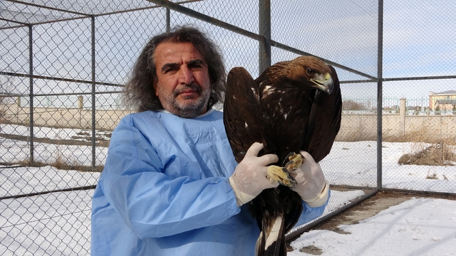 Van YYÜ'de yırtıcı kuşlar şifa bulup doğaya dönüyor
Yaralı bulunan 20 yırtıcı kuş yeniden özgürlüğüne kavuşuyor