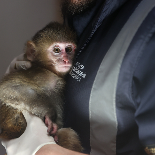 Uyuşturucu şüphelilerinin elinden kurtarılan maymun yavrusu "Portakal"a öze...