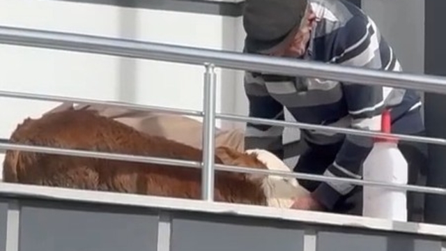 Hasta buzağıya evinde baktı