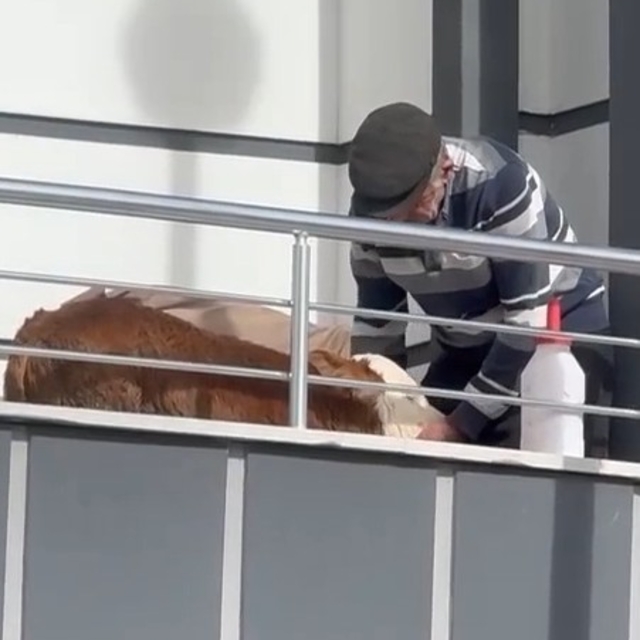 Hasta buzağıya evinde baktı