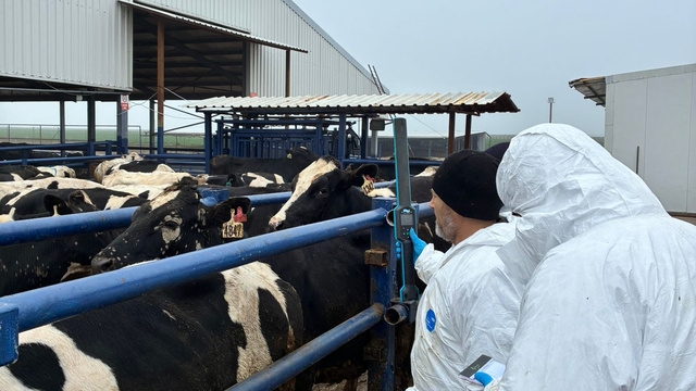 Edirne'den kısa kısa