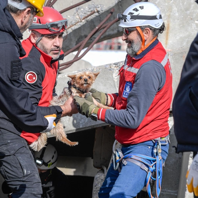 Afetlerde mahsur kalan hayvanlar unutulmayacak
