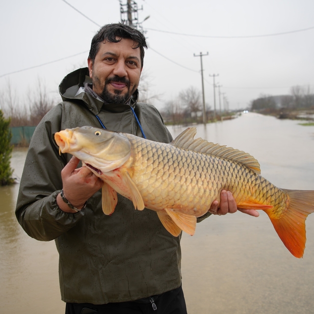 Meriç Nehri'nin taşmasıyla bazı vatandaşlar tarlasında canlı sazan balığı y...
