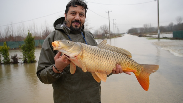 Meriç Nehri'nin taşmasıyla bazı vatandaşlar tarlasında canlı sazan balığı yakaladı
