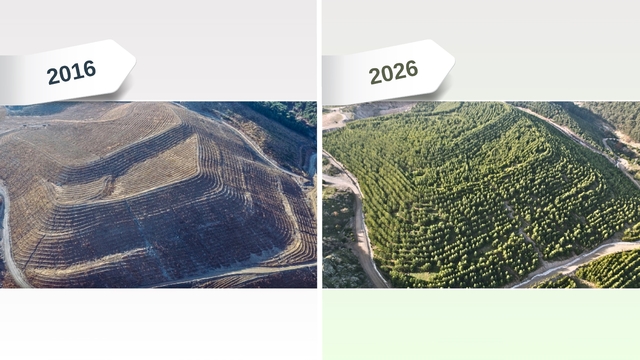 Maden sahaları rehabilitasyonla yeniden yeşeriyor