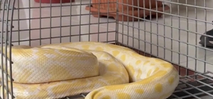 Denizli'de gösteride kullanılan nesli tehlike altındaki piton koruma altına...