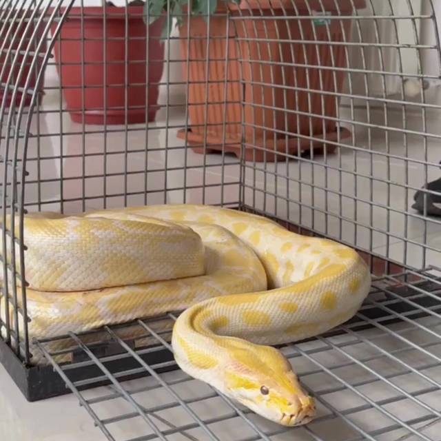 Denizli'de gösteride kullanılan nesli tehlike altındaki piton koruma altına...