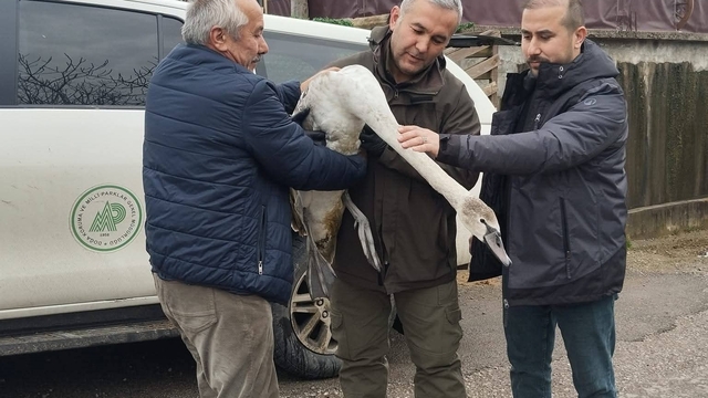 Sahil kenarında bulunan kuğu koruma altına alındı