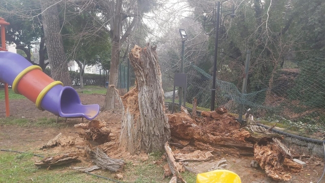 Bozdoğan'da ağaç devrildi, duvar çöktü: 2 yaralı