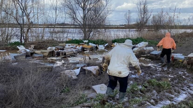 Salihli'de 103 kovan arı sele kapıldı