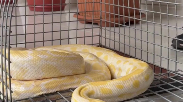 Denizli'de gösteride kullanılan nesli tehlike altındaki piton koruma altına alındı