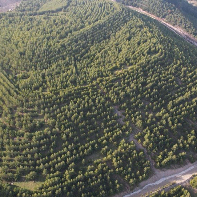 Maden sahası rehabilitasyonla yeşerdi