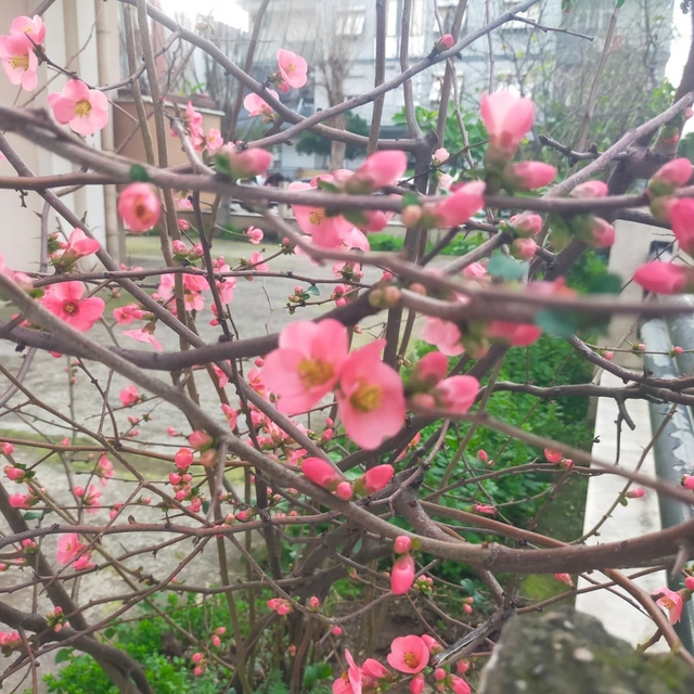 İzmir'de ayva çiçek açtı