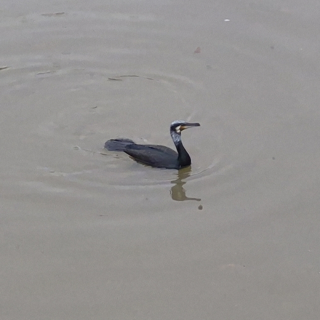 Karabatak kuşu Porsuk Çayı'nda avlanmaya çalıştı
Balık yakalayabilmek için...