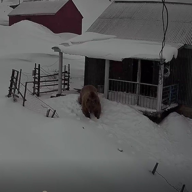 Sis Dağı'nın davetsiz misafiri: Koca ayı evleri mesken tuttu