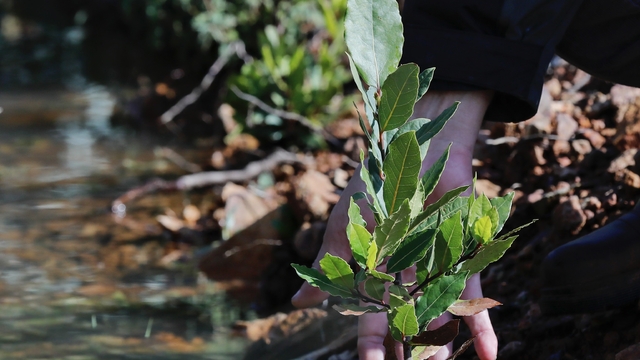 Yamanlar'da yanan ormanlar yeniden yeşeriyor