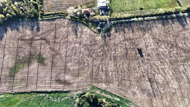 Türkiye'deki şehirler, Samsun'da üretilen fidanlarla yeşerdi