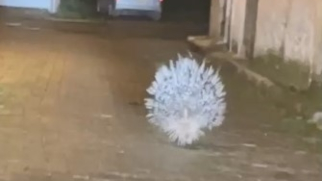 Yenipazar'da nesli tükenmekte olan oklu kirpi kameraya yansıdı