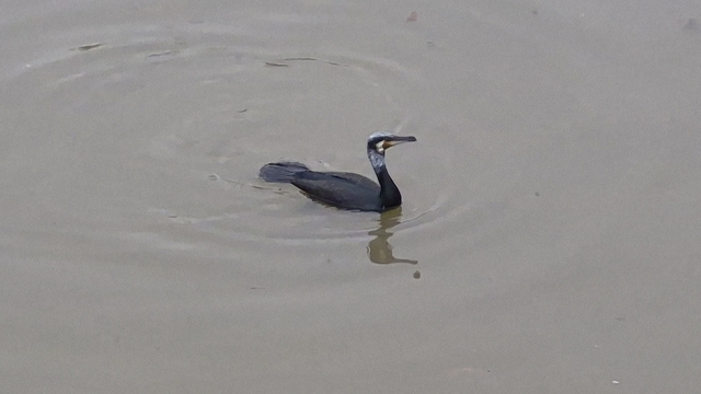 Karabatak kuşu Porsuk Çayı'nda avlanmaya çalıştı
Balık yakalayabilmek için defalarca dalış yaptı