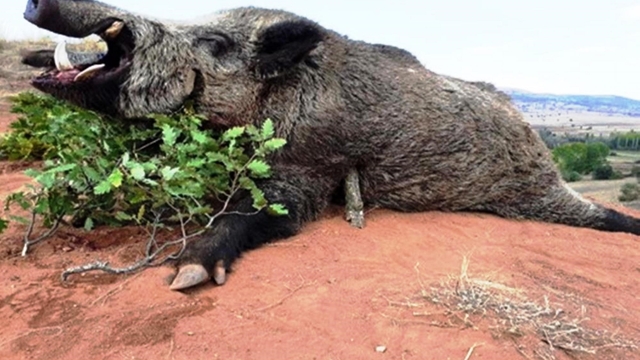 Samsun'da avlanma pulundan 5 milyon TL gelir