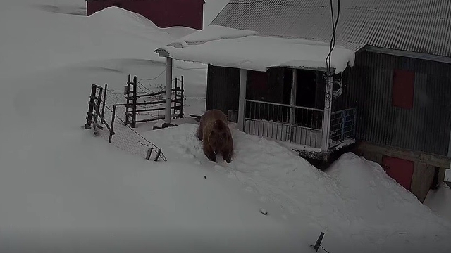 Sis Dağı'nın davetsiz misafiri: Koca ayı evleri mesken tuttu