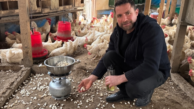 Strese giren tavukları için kümeste mısır patlatıyor