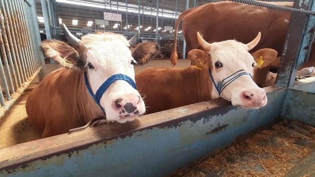 Söke'de şap hastalığı söndü, kısıtlama kaldırıldı