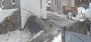 Sürüden kaptığı kazı götüren kurt, güvenlik kamerasında