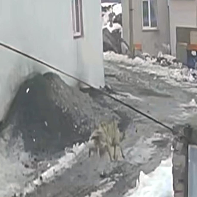 Sürüden kaptığı kazı götüren kurt, güvenlik kamerasında
