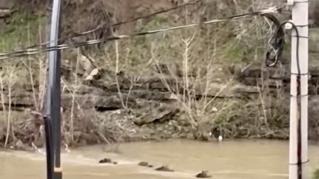 Filyos Çayı'nı yüzerek geçen yaban domuzları kamerada