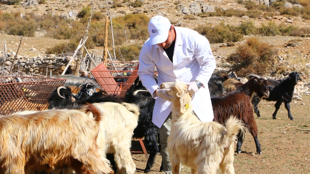 Büyükşehir Çoban Haritası Projesi ile 508 çobana destek oldu