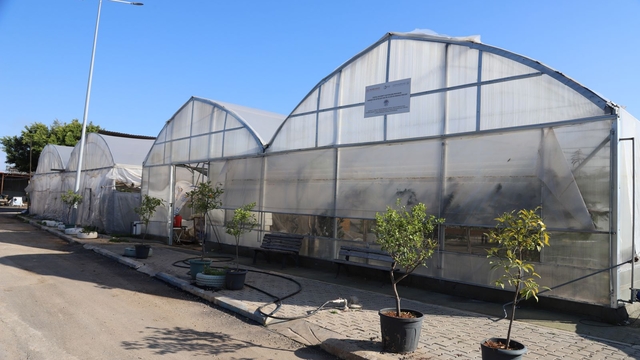 Akdeniz ilçesinde peyzajda kullanılan süs bitkileri belediyenin seralarında üretiliyor