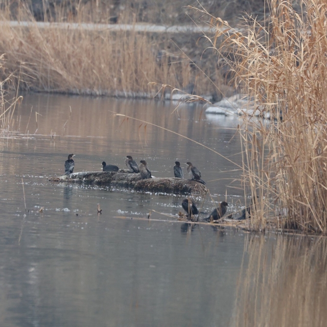 Ağrı Dağı Milli Parkı 200'ü aşkın kuş türüne ev sahipliği yapıyor