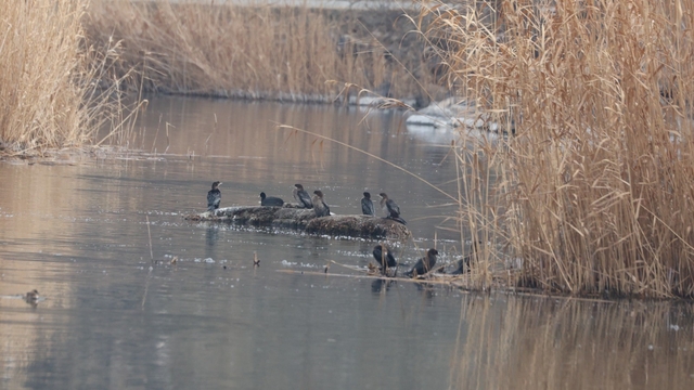 Ağrı Dağı Milli Parkı 200'ü aşkın kuş türüne ev sahipliği yapıyor