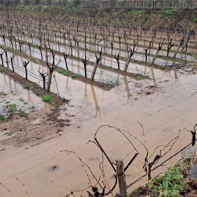 Sarıgöl'de bereketli yağmurlar yüzleri güldürdü