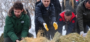 Vali Aygöl, yaban hayvanları için sahada