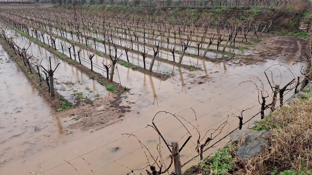 Sarıgöl'de bereketli yağmurlar yüzleri güldürdü